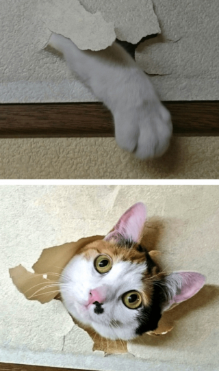 Illustration de l'article : 16 photos d'animaux qui en font voir de toutes les couleurs à leurs humains