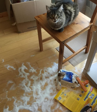 Illustration de l'article : 16 photos d'animaux qui en font voir de toutes les couleurs à leurs humains