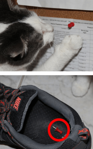 Illustration de l'article : 16 photos d'animaux qui en font voir de toutes les couleurs à leurs humains