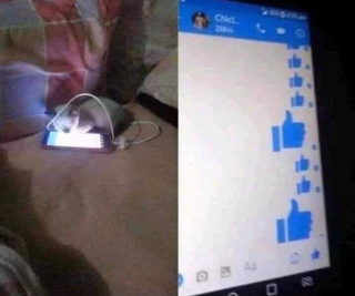 Illustration de l'article : 16 photos d'animaux qui en font voir de toutes les couleurs à leurs humains