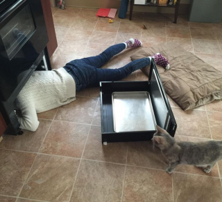 Illustration de l'article : 16 photos d'animaux qui en font voir de toutes les couleurs à leurs humains