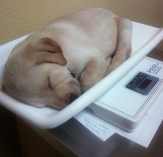 Illustration de l'article : 16 photos d'animaux qui en font voir de toutes les couleurs à leurs humains