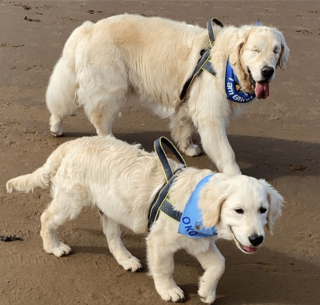 Illustration de l'article : 10 photos racontant la touchante histoire d'amitié entre un chiot et un chien aveugle