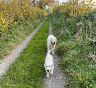 Illustration de l'article : 10 photos racontant la touchante histoire d'amitié entre un chiot et un chien aveugle
