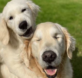 Illustration de l'article : 10 photos racontant la touchante histoire d'amitié entre un chiot et un chien aveugle