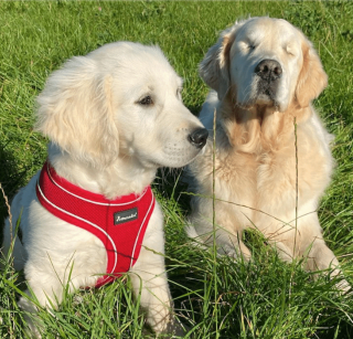 Illustration de l'article : 10 photos racontant la touchante histoire d'amitié entre un chiot et un chien aveugle