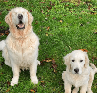 Illustration de l'article : 10 photos racontant la touchante histoire d'amitié entre un chiot et un chien aveugle