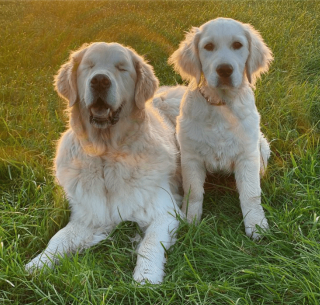 Illustration de l'article : 10 photos racontant la touchante histoire d'amitié entre un chiot et un chien aveugle