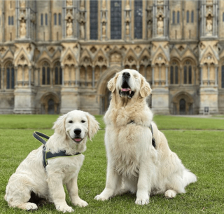 Illustration de l'article : 10 photos racontant la touchante histoire d'amitié entre un chiot et un chien aveugle