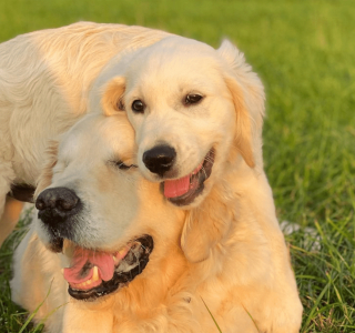 Illustration de l'article : 10 photos racontant la touchante histoire d'amitié entre un chiot et un chien aveugle