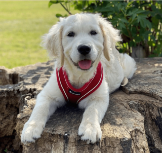 Illustration de l'article : 10 photos racontant la touchante histoire d'amitié entre un chiot et un chien aveugle