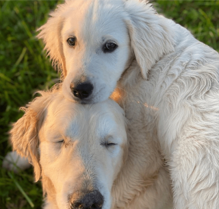 Illustration de l'article : 10 photos racontant la touchante histoire d'amitié entre un chiot et un chien aveugle