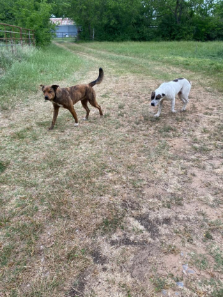 Illustration de l'article : Ce chien était malheureux, jusqu'à ce qu'il retrouve les personnes qui comptaient le plus pour lui (vidéo)