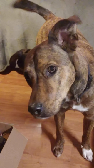 Illustration de l'article : Ce chien était malheureux, jusqu'à ce qu'il retrouve les personnes qui comptaient le plus pour lui (vidéo)