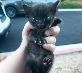 Illustration de l'article : Une femme persévérante se bat pour mettre une chatte insaisissable à l’abri de l’errance (vidéo)
