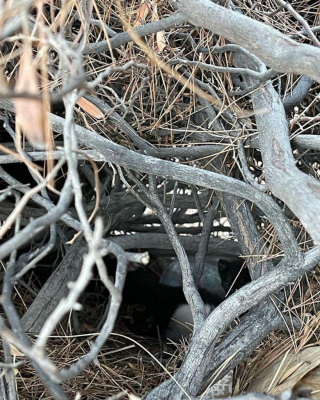 Illustration de l'article : Une femme persévérante se bat pour mettre une chatte insaisissable à l’abri de l’errance (vidéo)