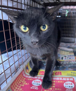 Illustration de l'article : Une femme persévérante se bat pour mettre une chatte insaisissable à l’abri de l’errance (vidéo)