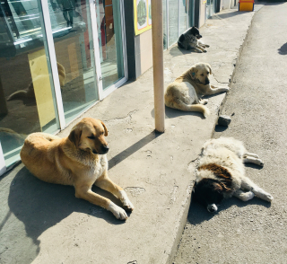Illustration de l'article : Une caméra de vidéosurveillance capture l’incontournable rendez-vous d’une employée avec les chiens errants du quartier (vidéo)