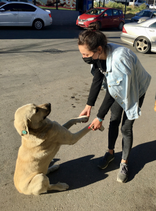 Illustration de l'article : Une caméra de vidéosurveillance capture l’incontournable rendez-vous d’une employée avec les chiens errants du quartier (vidéo)