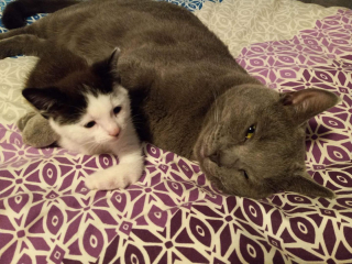 Illustration de l'article : Ce chaton errant aux pattes déformées prouve qu’il est comme tous les autres