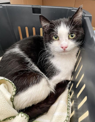 Illustration de l'article : Une chatte errante est très reconnaissante après avoir été accueillie dans une maison pour mettre bas