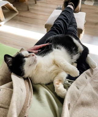 Illustration de l'article : Une chatte errante est très reconnaissante après avoir été accueillie dans une maison pour mettre bas