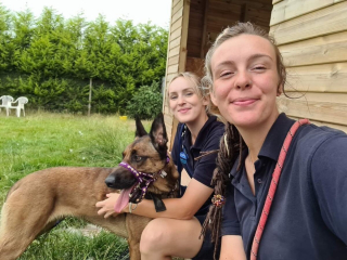 Illustration de l'article : Ce Berger Hollandais a v&eacute;cu un calvaire et attend une nouvelle famille depuis 3 ans