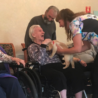 Illustration de l'article : 2 Labradors vont travailler dans des écoles pour aider les élèves en souffrance psychologique