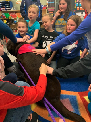 Illustration de l'article : 2 Labradors vont travailler dans des écoles pour aider les élèves en souffrance psychologique