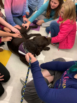 Illustration de l'article : 2 Labradors vont travailler dans des écoles pour aider les élèves en souffrance psychologique