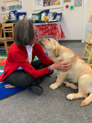 Illustration de l'article : 2 Labradors vont travailler dans des écoles pour aider les élèves en souffrance psychologique