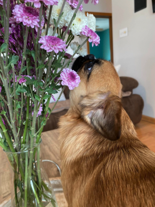 Illustration de l'article : Ce petit chien aime tant l’odeur des fleurs qu’il s’arrête pour renifler chacune d’entre elles