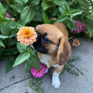 Illustration de l'article : Ce petit chien aime tant l’odeur des fleurs qu’il s’arrête pour renifler chacune d’entre elles