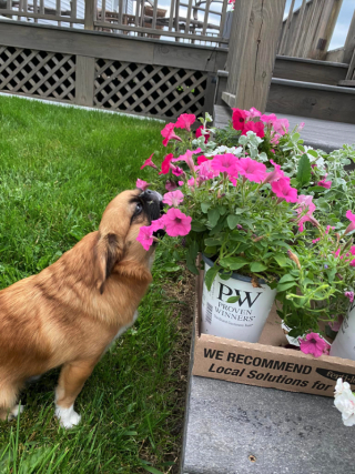 Illustration de l'article : Ce petit chien aime tant l’odeur des fleurs qu’il s’arrête pour renifler chacune d’entre elles