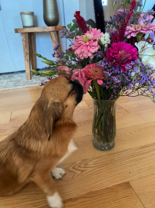 Illustration de l'article : Ce petit chien aime tant l’odeur des fleurs qu’il s’arrête pour renifler chacune d’entre elles