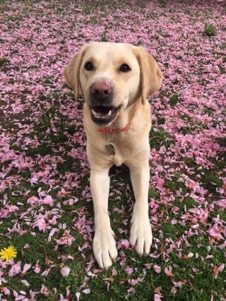 Illustration de l'article : Après avoir progressivement perdu la vue et la joie de vivre, une femme retrouve le bonheur grâce à son chien guide