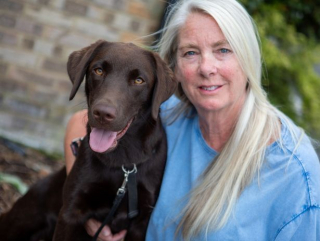 Illustration de l'article : Vigilance avec les guêpes : un Labrador s’est effondré et a failli mourir après avoir été piqué