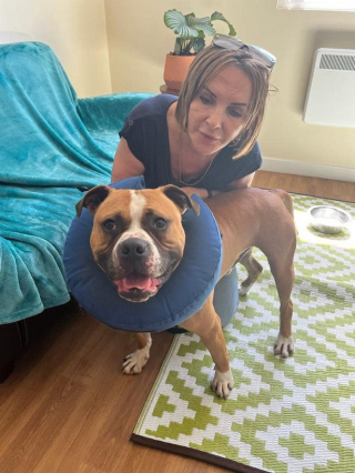 Illustration de l'article : Le parcours du combattant de Rubble, chien abandonné puis victime d’une maladie