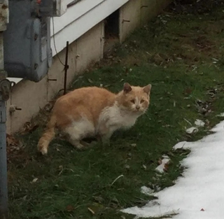 Illustration de l'article : Victimes de l’errance, ces 2 chats âgés se lient d’une amitié exceptionnelle