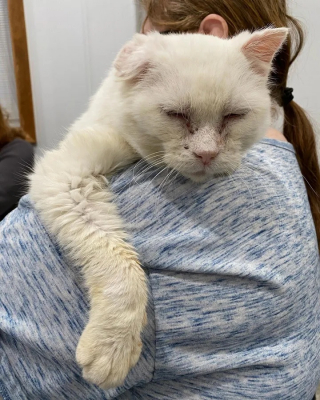 Illustration de l'article : Victimes de l’errance, ces 2 chats âgés se lient d’une amitié exceptionnelle