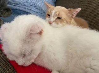 Illustration de l'article : Victimes de l’errance, ces 2 chats âgés se lient d’une amitié exceptionnelle