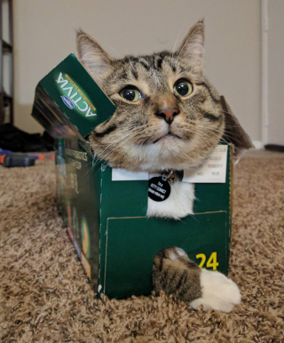 Illustration de l'article : 18 photos d'animaux dont les choix de lieux et de postures de sommeil vous laisseront perplexes