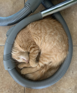 Illustration de l'article : 18 photos d'animaux dont les choix de lieux et de postures de sommeil vous laisseront perplexes