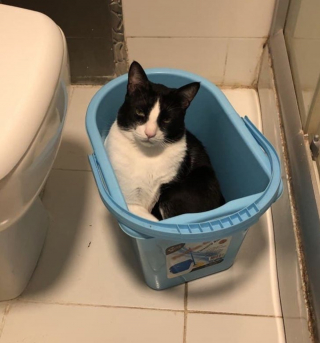 Illustration de l'article : 18 photos d'animaux dont les choix de lieux et de postures de sommeil vous laisseront perplexes