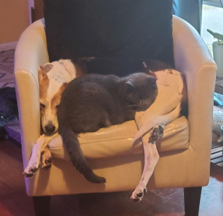 Illustration de l'article : 18 photos d'animaux dont les choix de lieux et de postures de sommeil vous laisseront perplexes