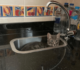 Illustration de l'article : 18 photos d'animaux dont les choix de lieux et de postures de sommeil vous laisseront perplexes