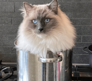 Illustration de l'article : 18 photos d'animaux dont les choix de lieux et de postures de sommeil vous laisseront perplexes