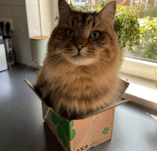 Illustration de l'article : 18 photos d'animaux dont les choix de lieux et de postures de sommeil vous laisseront perplexes