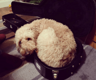 Illustration de l'article : 18 photos d'animaux dont les choix de lieux et de postures de sommeil vous laisseront perplexes