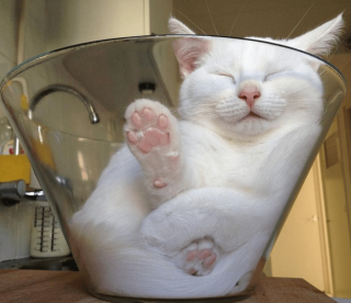 Illustration de l'article : 18 photos d'animaux dont les choix de lieux et de postures de sommeil vous laisseront perplexes